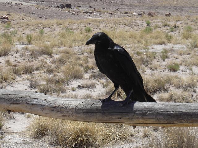 Route 66 du 2 au 22 juillet 2006 388.jpg