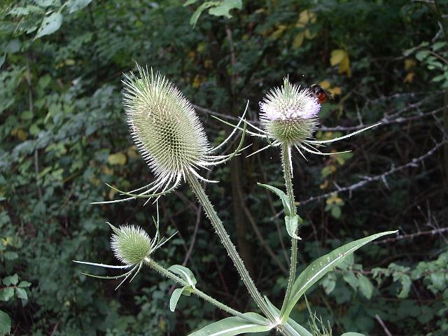 20060723_Pique_Nique (49).JPG