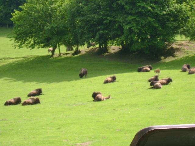 les bisons 070.jpg