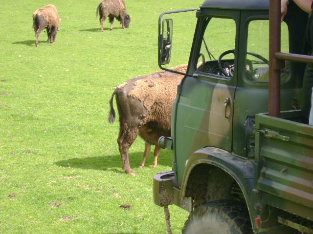 les bisons 083.jpg