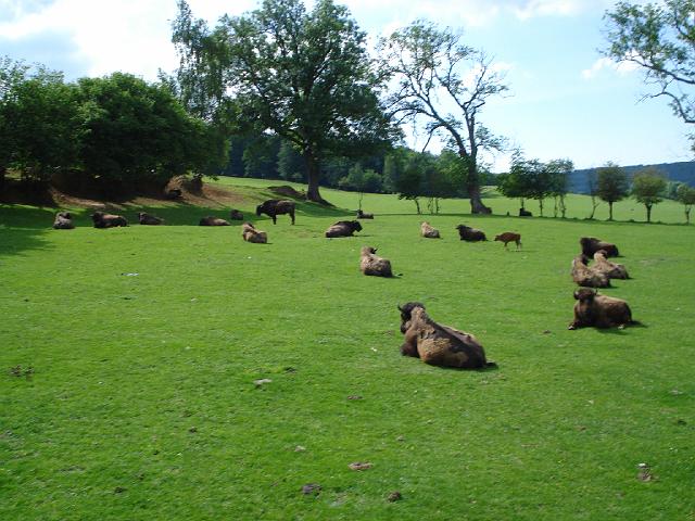 les bisons 213.jpg