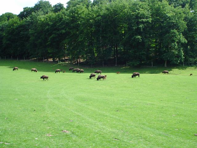 les bisons 219.jpg