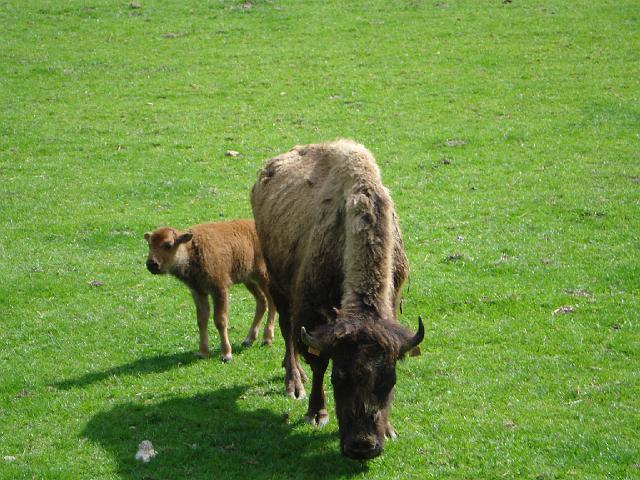 les bisons 221.jpg