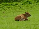 les bisons 078