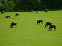 les bisons 082