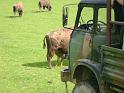 les bisons 083