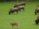les bisons 093