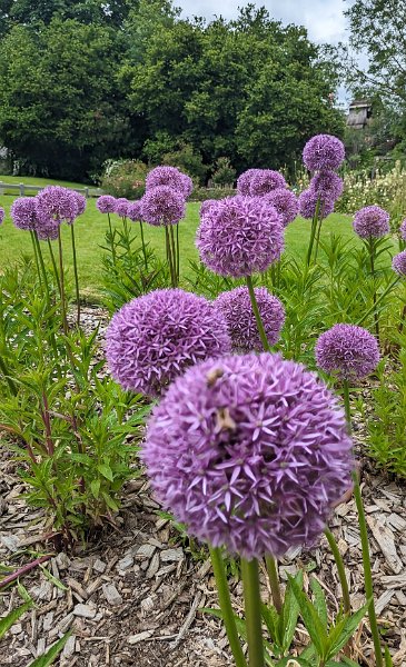 2024-06-01 0221 copie.jpg